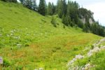 2014-07-05_Laengental-N-Hochweg (883). JPG